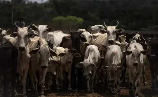 cows