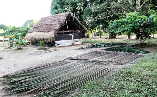 Venezuelan Amazon