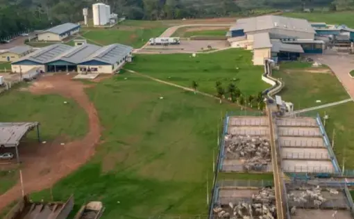 aerial view of cattle operation in a tropical rainforest setting