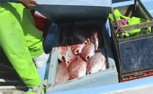 Confiscated fish on a small boat