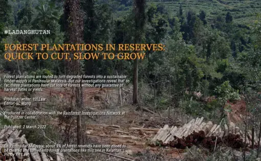 A photo of a deforested area and palm oil plantation in Malaysia.