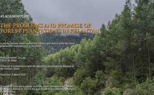 Eucalyptus trees are a popular choice in forest plantations worldwide. These were planted in 2019 in the Batu Papan Forest Reserve, Kelantan