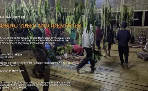 Due to forest loss, the Temiar villagers of Kampung Kaloi, Kelantan, are struggling to find the natural materials needed for traditional ceremonies like sewang.