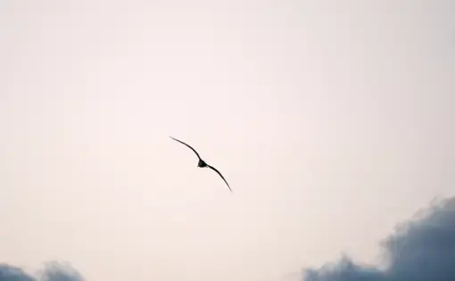 bird flying in the sky