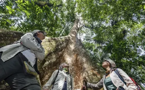 Three forest rangers look up at the sky and a tree in Peru.