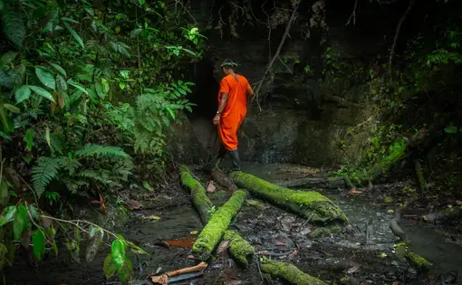 A person with an orange vest walks in the middle of green trees