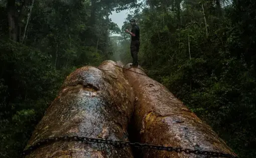 Man standing on a tree