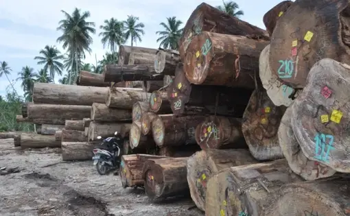 A motorcycle is parked next to a stockpile of wooden logs.
