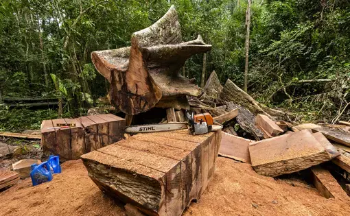 A chainsaw is sitting on a stacked pile of wooden logs.