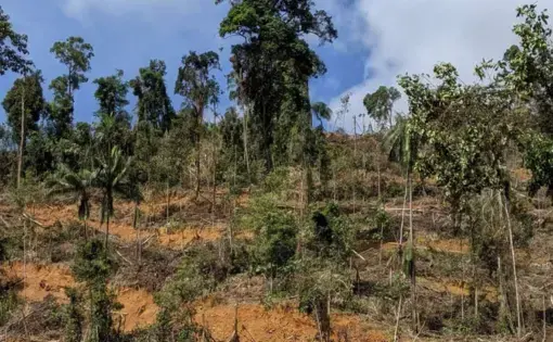 sparse trees on a hill with bare orange earth marks the trail where an excavator drives