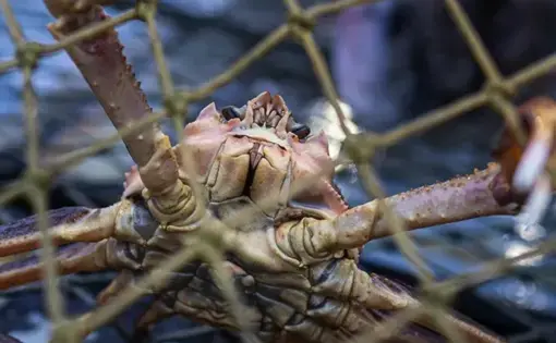 crab in a net