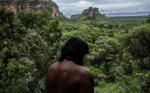 An Indigenous man looks at a forest in Brazil.