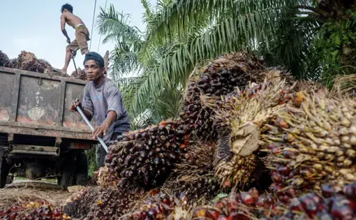 A person wearing a grey shirt and jeans is using a shovel to carry oil palm fruits into a truck.