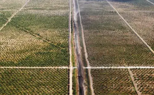 An aerial overview of a palm oil plantation in Indonesia.