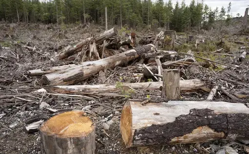 wood