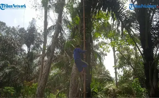 A farmer climbs up a sugar palm tree in Indonesia.