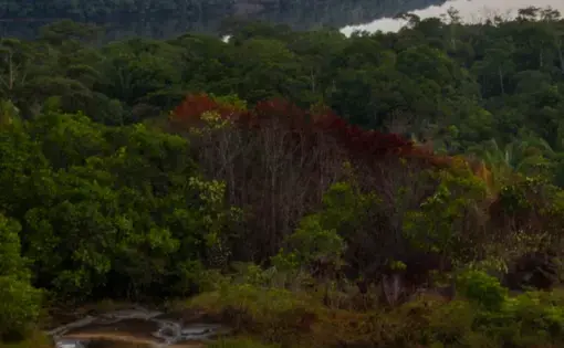 aerial view of a think forest with a river. the forest in the foreground has been cleared.