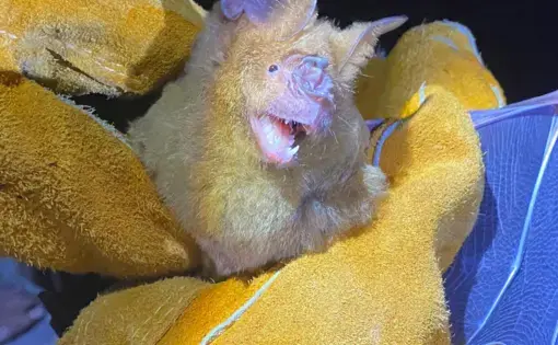 a yellow and blue bat is held by someone wearing yellow leather gloves