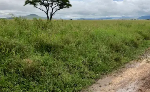 A view of a national park in Tanzania. There is a tree in the background with lush green grass and a road for safari vehicles to drive on..