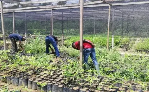 Three people are planting bamboo into pots at a nursery.