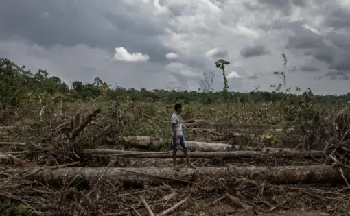 An Indigenous person walks on a wooden log in Brazil. In the foreground, there are burned down remains of trees and soy farms.