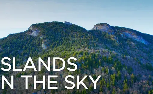 forested, round peak of grandfather mountain