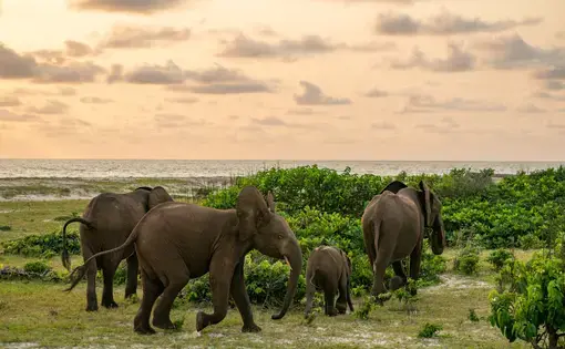 Four elephants are walking in a forest.