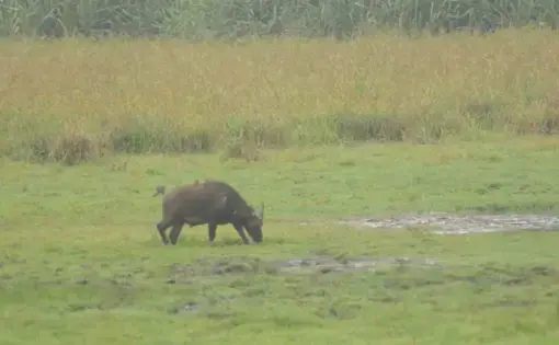 A water buffalo eats grass in a national park.