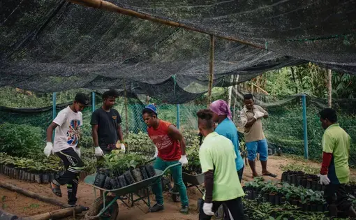 Seven Indigenous men are watering plant seeds and pushing barrels of soil in a Malaysian nursery.