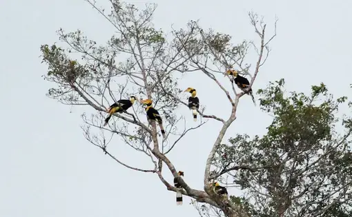 Great hornbill birds resting on a tree in the Belum-Temenggor Forest Complex, Malaysia.