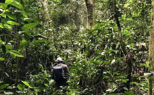 The Yangambi Biosphere Reserve is at the heart of the second largest tropical rainforest in the world, which is vital for the world’s climate and regional water supply. Credit: Glòria Pallarès.