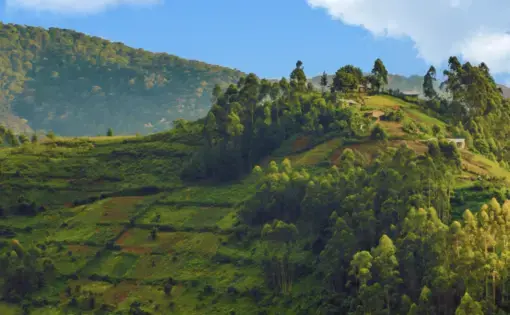 An aerial overview of a rainforest national park and its blue sky in Uganda.