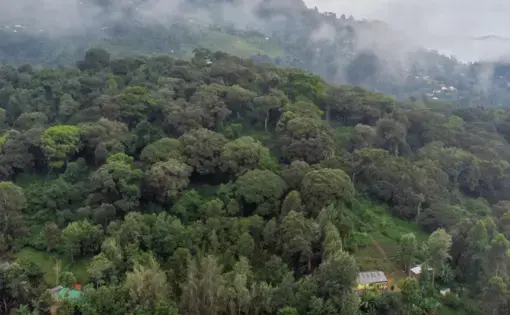 An aerial overview of a village near a rainforest.