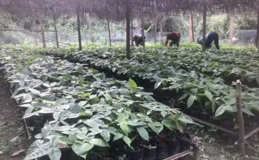 Two people are planting pots of soil and plants in Cameroon.