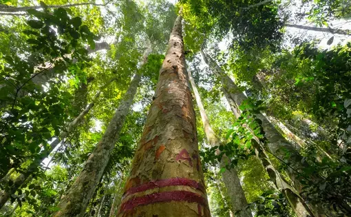 Afrormosia trees in Cameroon.