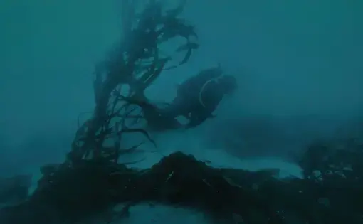 Diver swims past underwater kelp