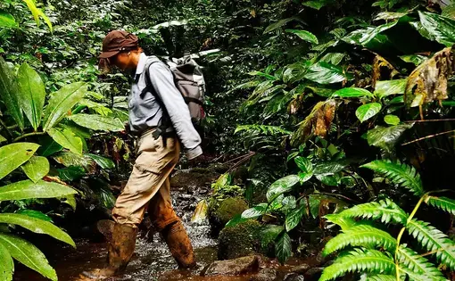 a man walks in the jungle