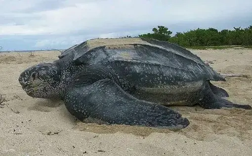 Sea turtle.