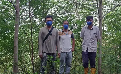 Three loggers stand in a tree plantation