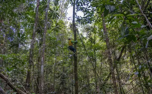 O projeto de monitoramento de árvores às vezes exige escaladas para coleta de folhas.