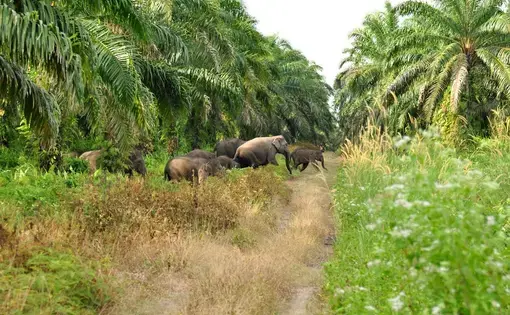 elephants on a diret road