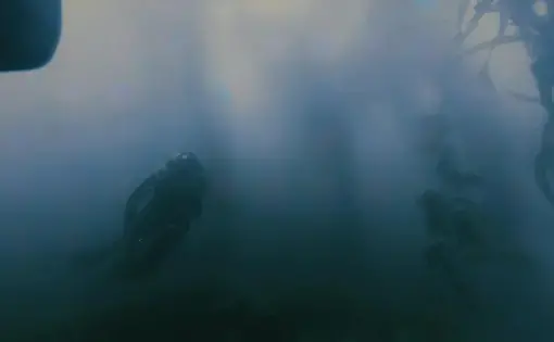 a diver swims towards kelp under the ocean