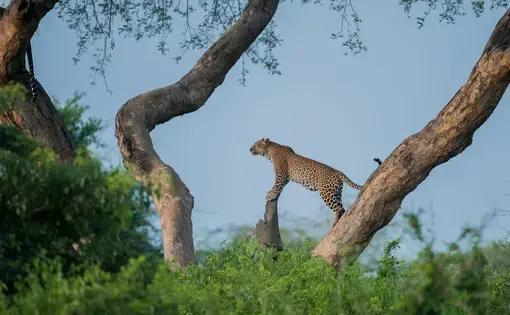 Leopards in a tree, Murchison Falls National Park, Uganda.