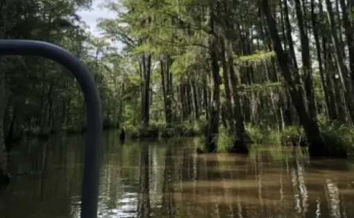 A view of the Honey Island Swamp located in eastern Louisiana. Image by Irene Vázquez. United States, 2021.