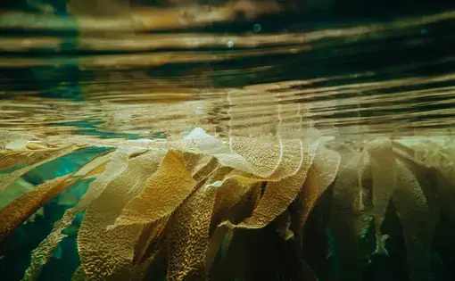 Kelp