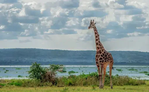 Rothschild giraffe near Lake Albert, Murchison Falls National Park, Uganda