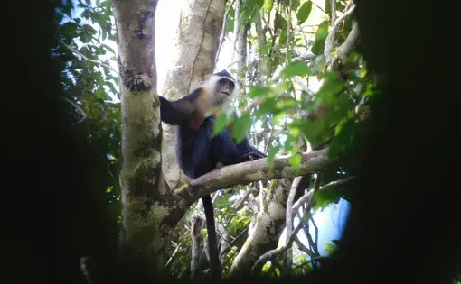 a monkey in a tree