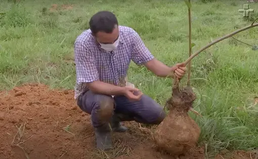 a man pick a vegetable