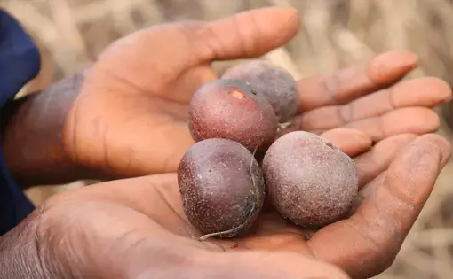 a hand holds some seeds