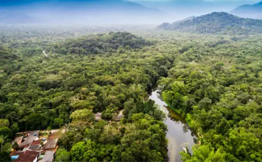 mayombe forest